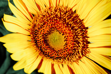 Yellow sunflower flower, nature card with close up of bright color plant