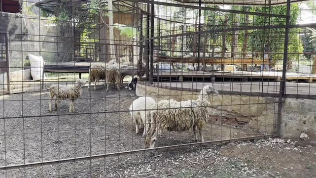 White sheep in a pen
