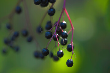 close up of elderberries, berries of elder, green background, black berries