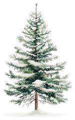 Obraz premium PNG A pine tree christmas festival conifer.