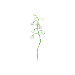 Spring lily of the valley flower on a long stem. Watercolor botanical illustration drawn by hand.