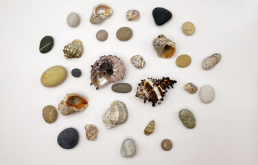 Lots of shells. Shells on a white background. Seashells background. Shells macro photo