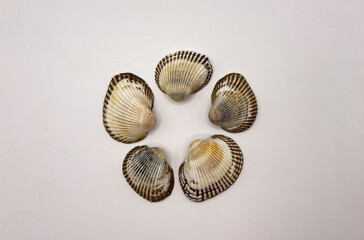 Lots of shells. Shells on a white background. Seashells background. Shells macro photo
