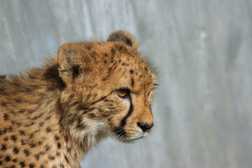 Portrait of a young Cheetah