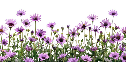 PNG Purple daisies blooming in spring