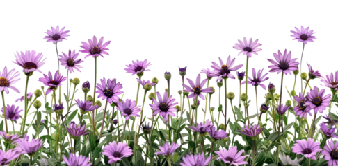 PNG Purple daisies blooming in spring