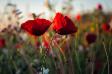 Mohn - Ecology - Beautiful summer day. Red poppy field. - Flowers Red poppies blossom on wild field. - High quality photo	