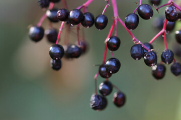close up of elderberries, berries of elder, elderberrries, close up of elderberry,  green background, black berries