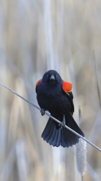 Red-winged Blackbird Call with Audio