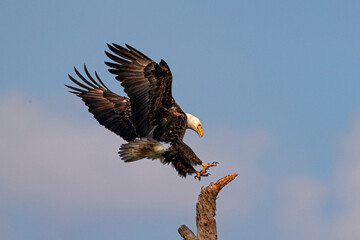 Balld Eagle Landing in tree tio