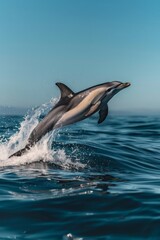 Fototapeta premium Dolphin leaping out of the water