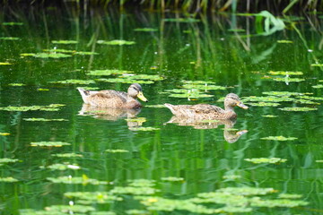 池で泳ぐカルガモ