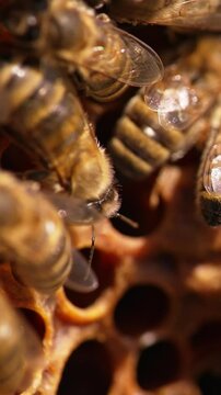 Industrious hard-working bees moving unstopping around the wax cells. Stripy honey insects close up. Blurred backdrop. Vertical video