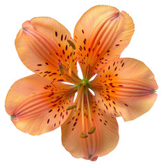 PNG Vibrant orange tiger lily flower