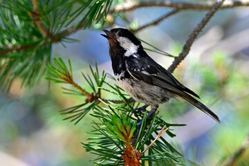 singing Coal tit // singende Tannenmeise (Periparus ater) 