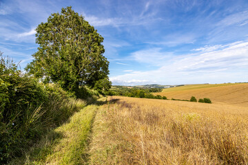 A view over farmland in Sussex on a summer's day