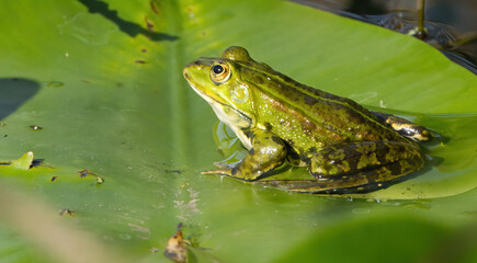 frog in the pond, frog on a water lily leaf, green frog on a leaf