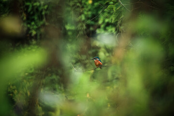 Kingfisher on branch near river