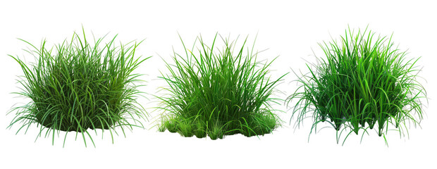 Green Grass Tufts Isolated on Transparent Background