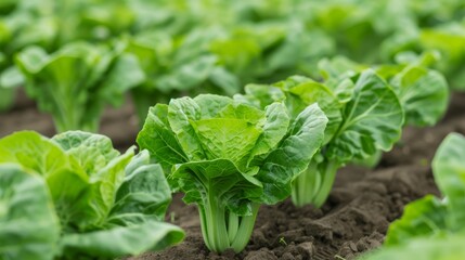Lush green lettuce rows growing in fertile soil, showcasing healthy plants thriving under natural sunlight in a farm setting.