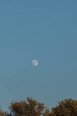 The moon in the blue sky above the olive tree