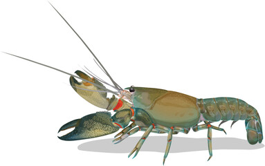 Shrimp yabbie crayfish - Cherax destructor or albidus isolated on white background.