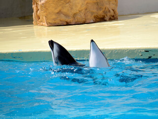 Fototapeta premium イルカのショー