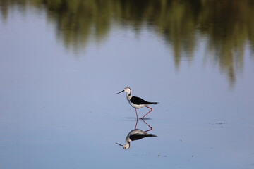 Black Necked Stilt at the Great Salt Lake