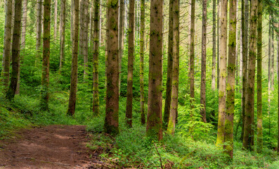 Obraz premium Around Saulxures in France