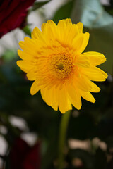 黄色いガーベラ