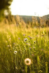Meadow with flowers, sunset in background 