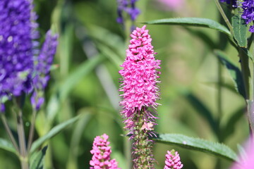 Sweden. Bistorta officinalis, known as bistort, common bistort, European bistort, or meadow bistort, is a species of flowering plant in the dock family Polygonaceae.