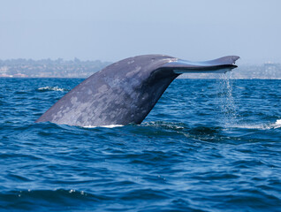 Blue Whale Fluke