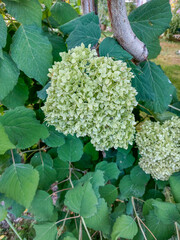 Close-up of a green hydrangea flower cluster surrounded by lush green leaves and a tree branch in a...