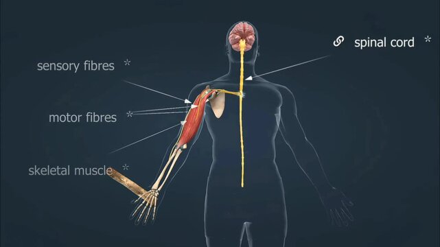 Withdrawal reflex