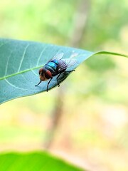 close-up photo of a fly landing on a leaf