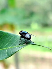 close-up photo of a fly landing on a leaf