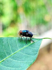 close-up photo of a fly landing on a leaf