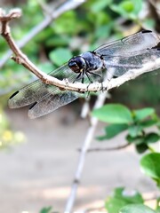 closeup of a dragonfly perched on a tree branch