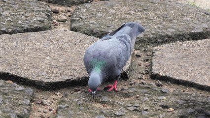 A pigeon foraging on the ground