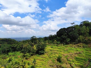 Obraz premium aerial portrait of terraced rice fields in a hilly area