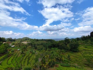 aerial portrait of terraced rice fields in a hilly area