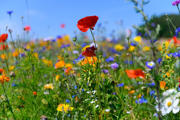 Obraz premium Beautiful colorful wildflowers blooming in the Danish countryside