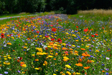 Beautiful colorful wildflowers blooming in the Danish countryside