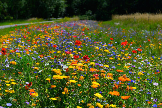 Beautiful colorful wildflowers blooming in the Danish countryside