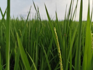 portrait of rice fields in the countryside with slightly cloudy weather