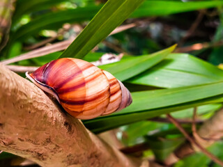 snail on a leaf