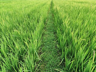 portrait of rice fields in the countryside with slightly cloudy weather