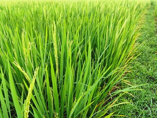 portrait of rice fields in the countryside with slightly cloudy weather