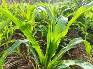Obraz premium Young corn plants have not yet produced fruit in the garden